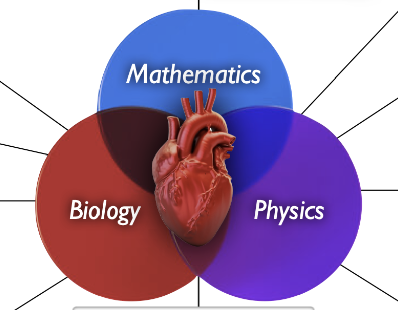 Post-doc position in computational cardiac electrophysiology